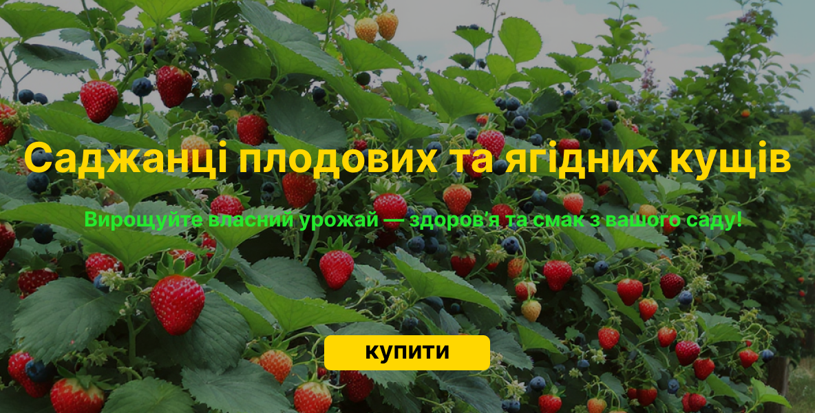 Саджанці плодових - ягідних кущів